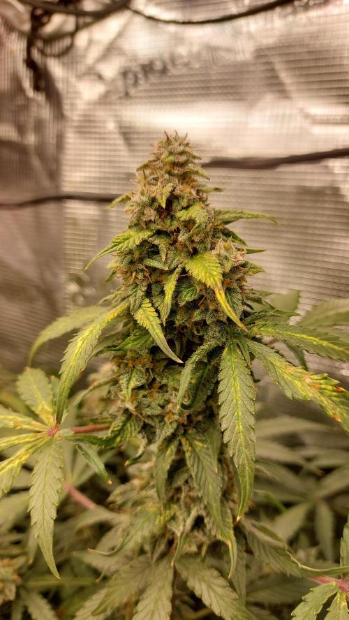 Sticky Broccoli Auto. Week 13