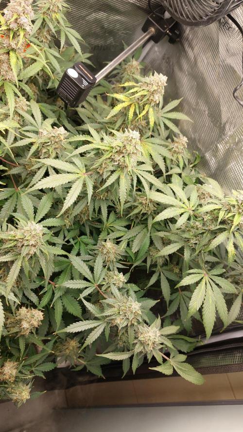 Sticky Broccoli Auto. Week 13