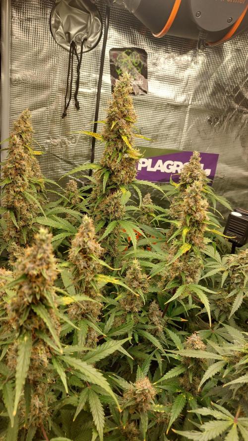Sticky Broccoli Auto. Week 13