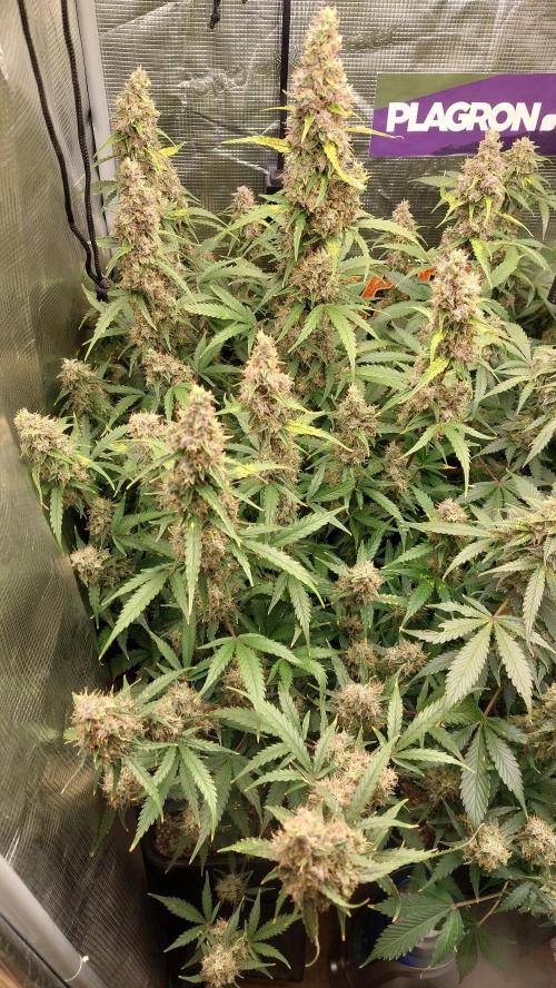 Sticky Broccoli Auto. Week 13