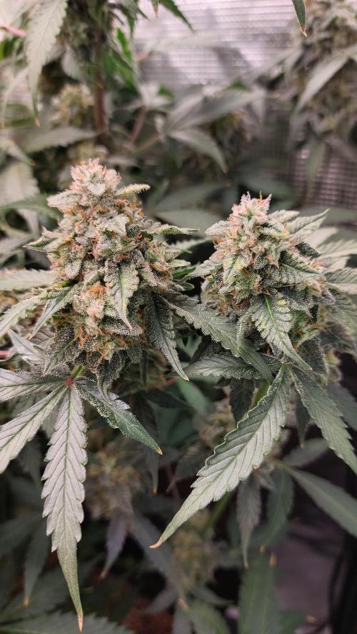 Sticky Broccoli Auto. Week 13