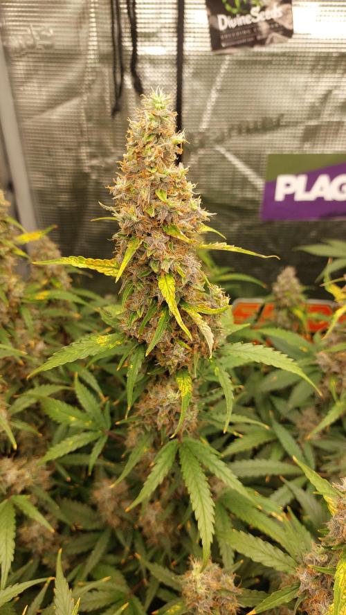 Sticky Broccoli Auto. Week 13