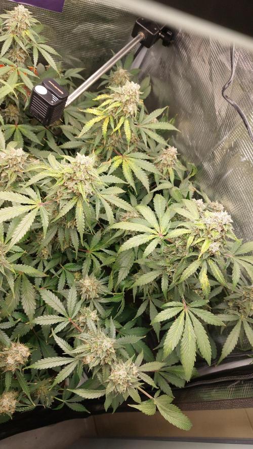 Sticky Broccoli Auto. Week 13