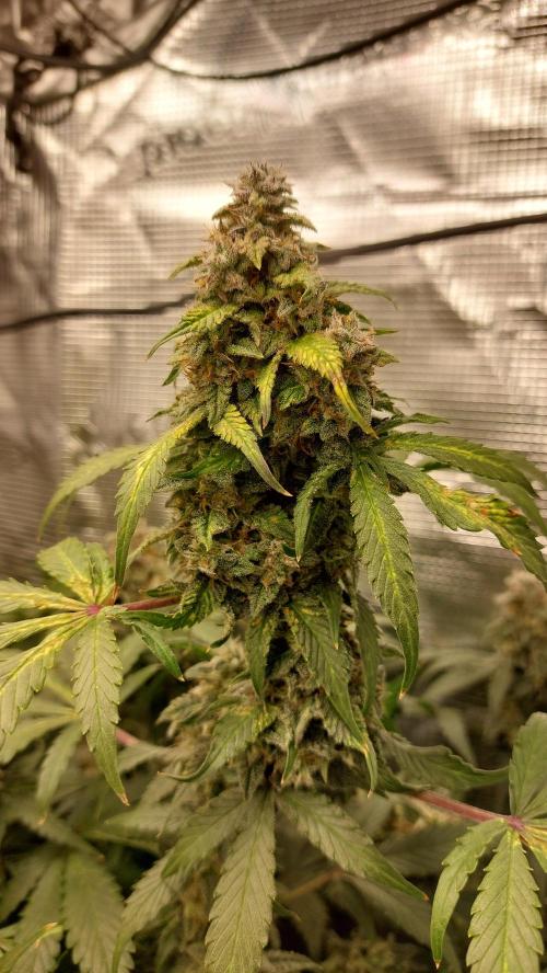 Sticky Broccoli Auto. Week 13
