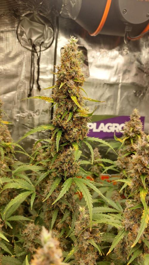 Sticky Broccoli Auto. Week 13