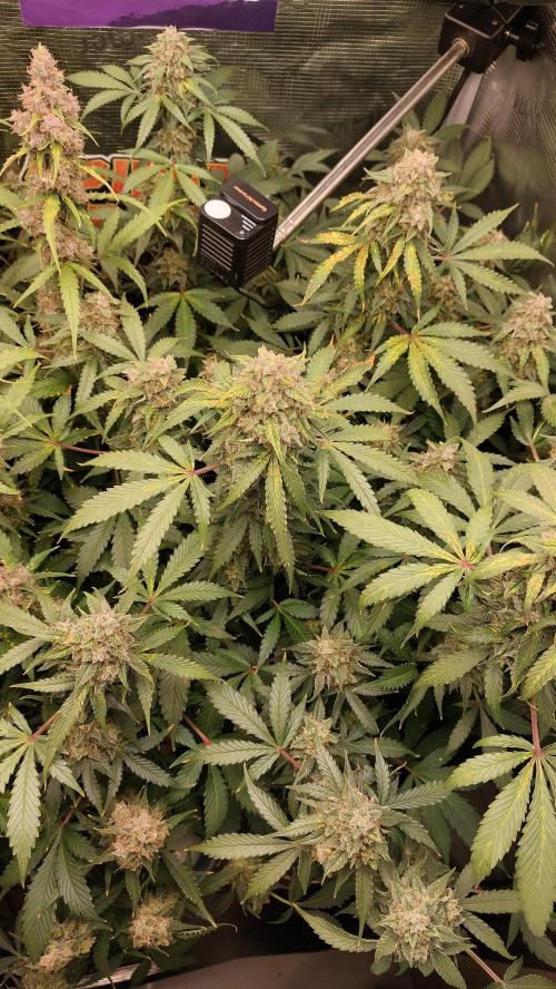 Sticky Broccoli Auto. Week 13