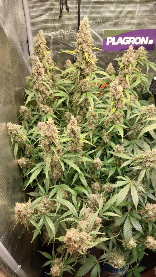 Sticky Broccoli Auto. Week 13