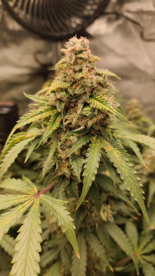 Sticky Broccoli Auto. Week 14