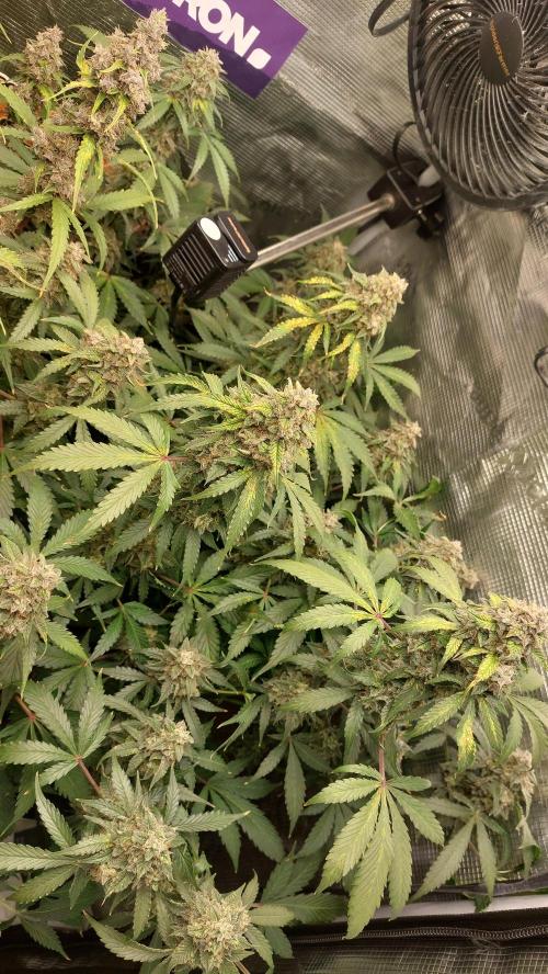 Sticky Broccoli Auto. Week 14