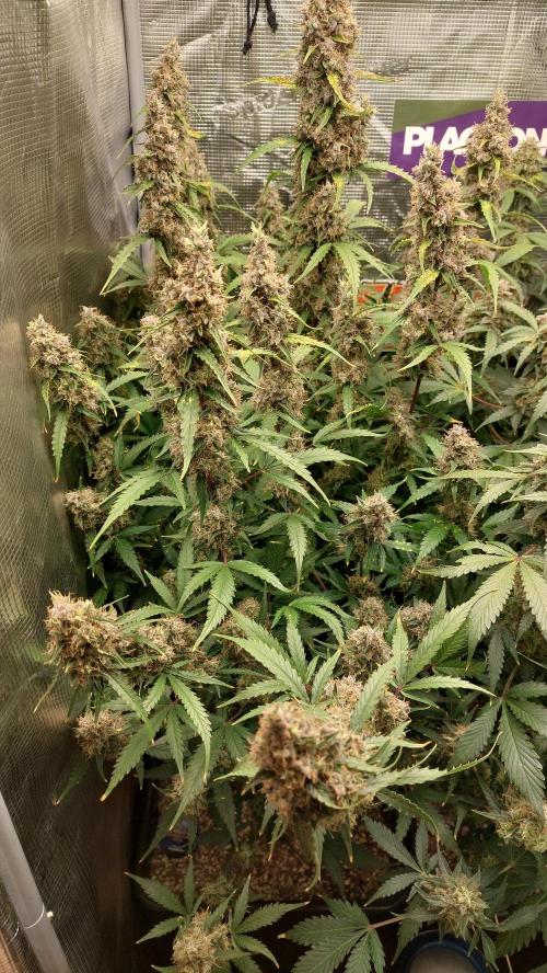 Sticky Broccoli Auto. Week 14
