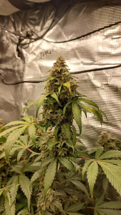 Sticky Broccoli Auto. Week 14