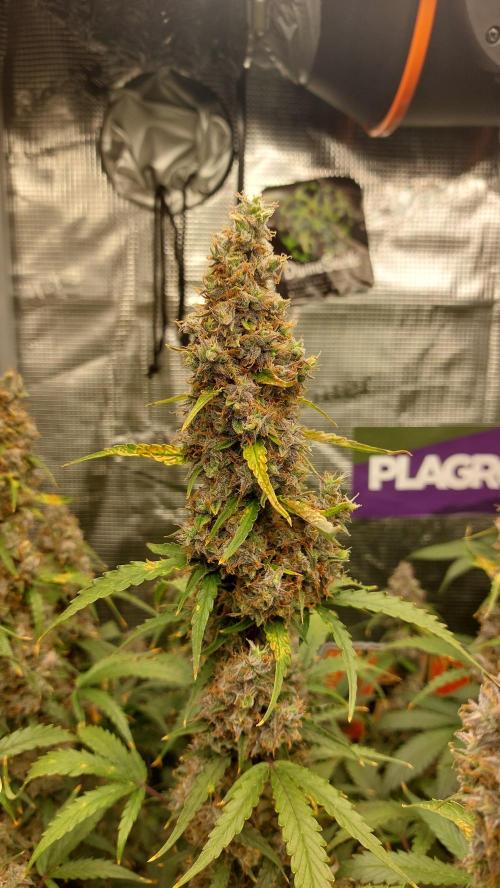 Sticky Broccoli Auto. Week 14