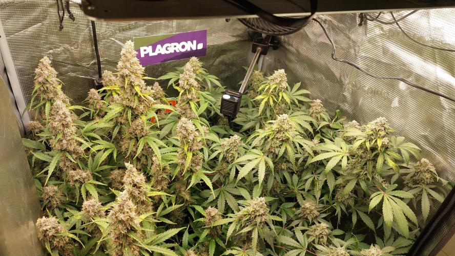 Sticky Broccoli Auto. Week 14