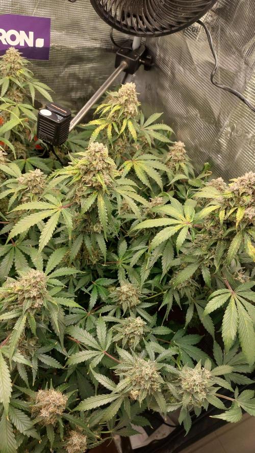 Sticky Broccoli Auto. Week 14