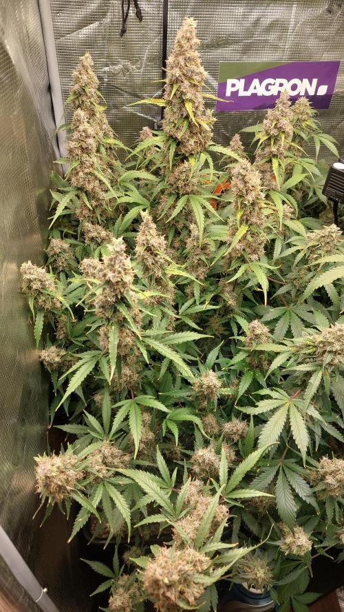 Sticky Broccoli Auto. Week 14