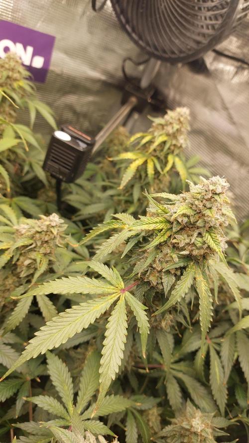 Sticky Broccoli Auto. Week 14