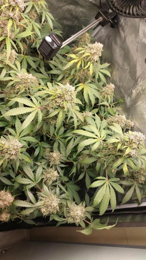 Sticky Broccoli Auto. Week 14