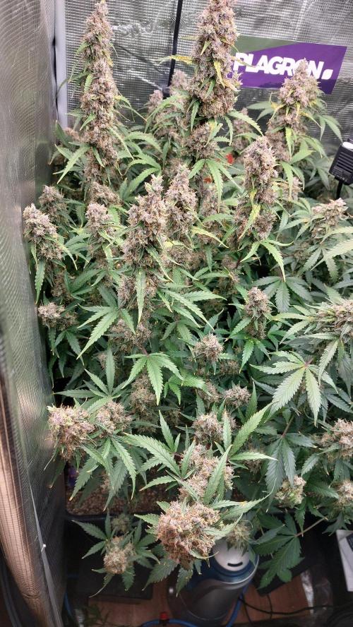 Sticky Broccoli Auto. Week 14