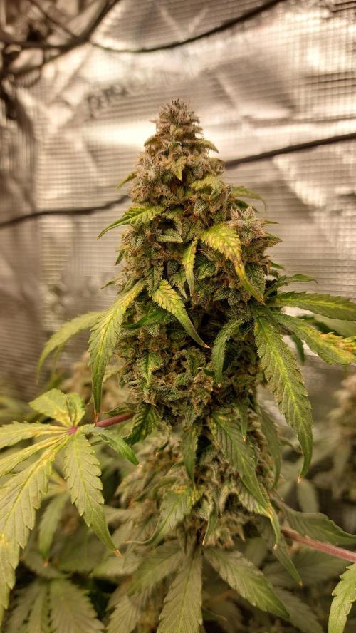 Sticky Broccoli Auto. Week 14