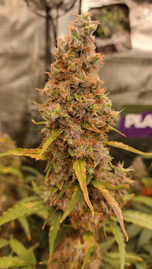 Sticky Broccoli Auto. Week 14