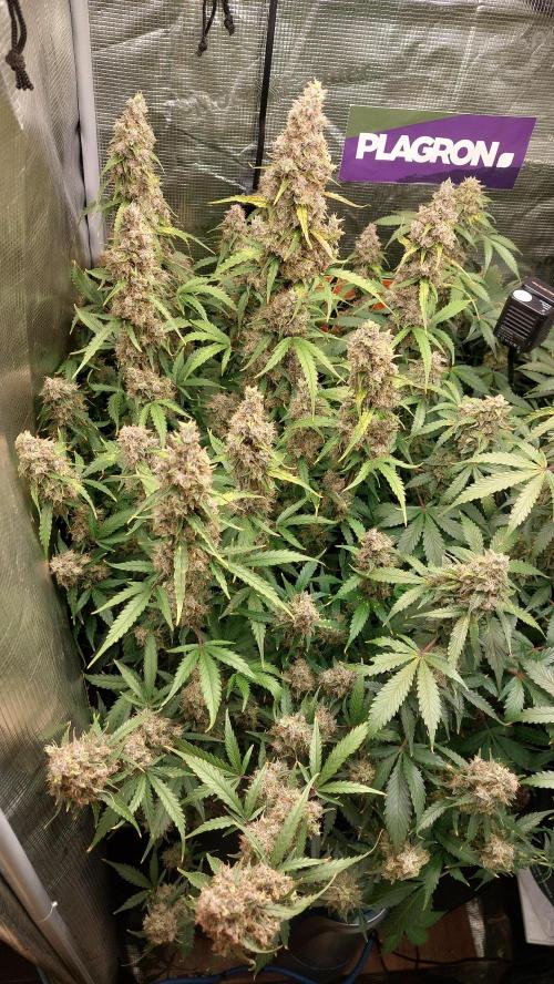 Sticky Broccoli Auto. Week 14