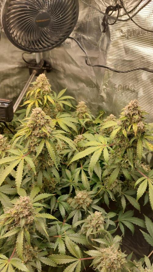 Sticky Broccoli Auto. Week 15