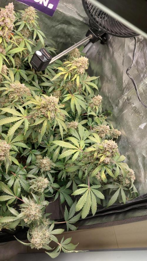Sticky Broccoli Auto. Week 15