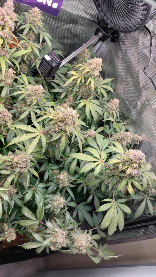 Sticky Broccoli Auto. Week 15