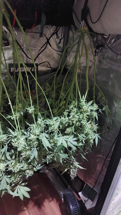 Sticky Broccoli Auto. Week 16