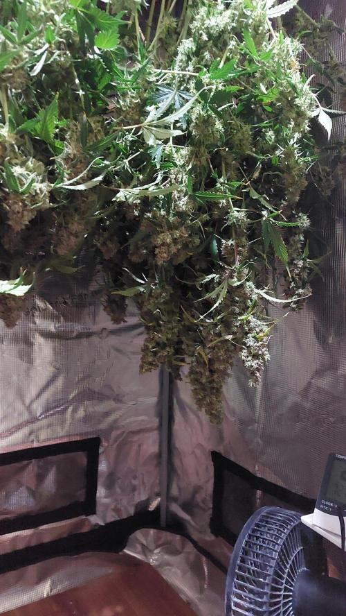 Sticky Broccoli Auto. Week 16