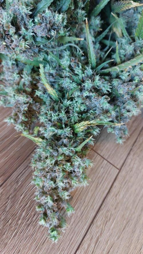 Sticky Broccoli Auto. Week 16