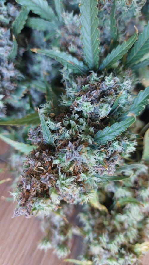 Sticky Broccoli Auto. Week 16