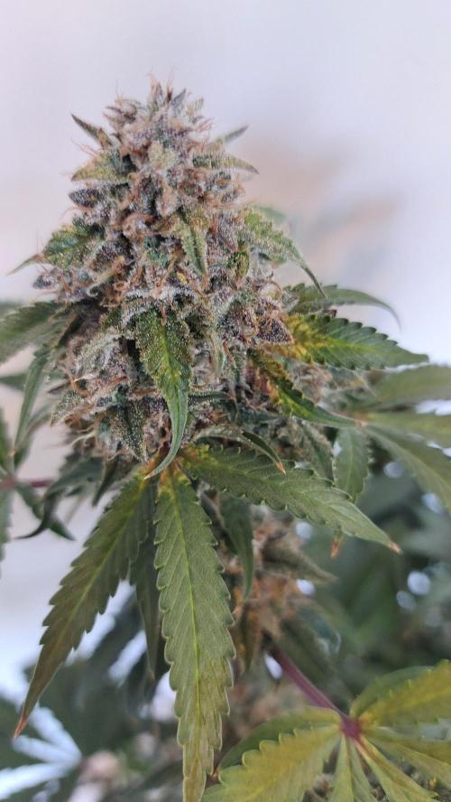 Sticky Broccoli Auto. Week 16