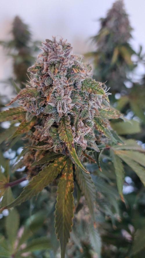 Sticky Broccoli Auto. Week 16