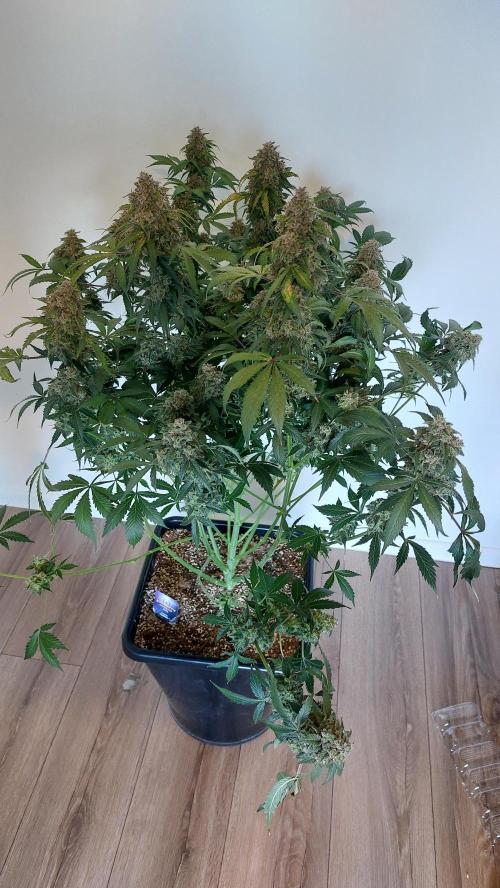 Sticky Broccoli Auto. Week 16