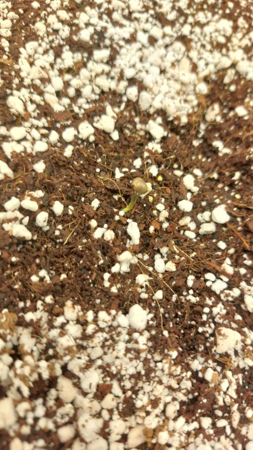 Purple Lemonade Auto RF3. Week 0