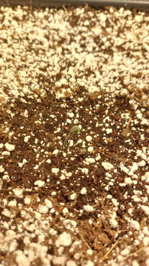 Purple Lemonade Auto RF3. Week 0