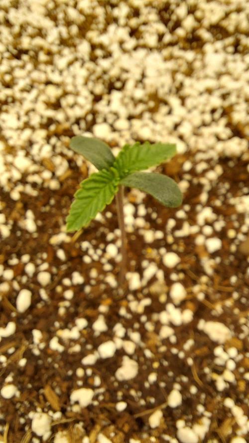 Purple Lemonade Auto RF3. Week 0