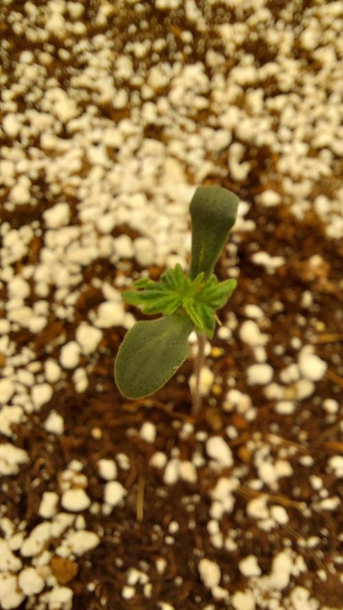 Purple Lemonade Auto RF3. Week 0