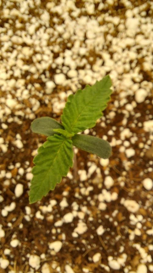 Purple Lemonade Auto RF3. Week 1