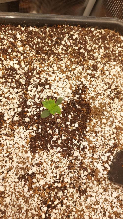 Purple Lemonade Auto RF3. Week 1