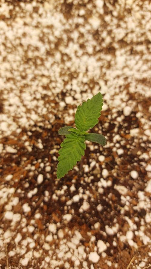 Purple Lemonade Auto RF3. Week 1