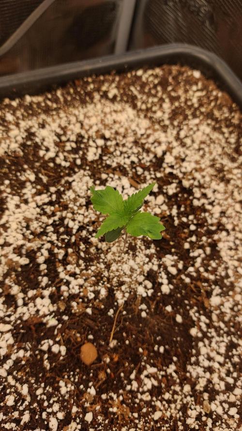 Purple Lemonade Auto RF3. Week 1