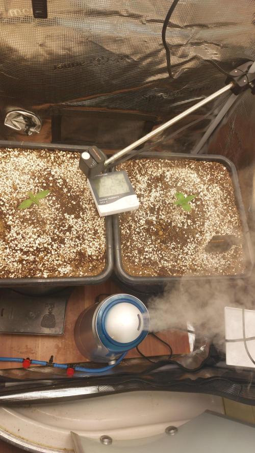 Purple Lemonade Auto RF3. Week 1