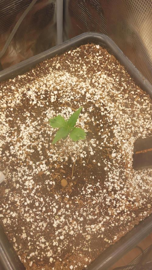 Purple Lemonade Auto RF3. Week 1