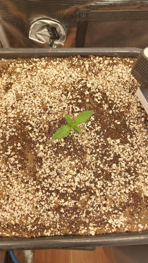 Purple Lemonade Auto RF3. Week 1
