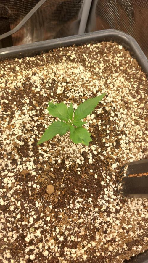 Purple Lemonade Auto RF3. Week 1