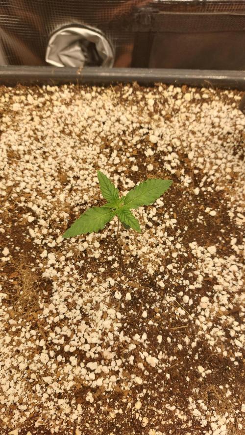 Purple Lemonade Auto RF3. Week 1