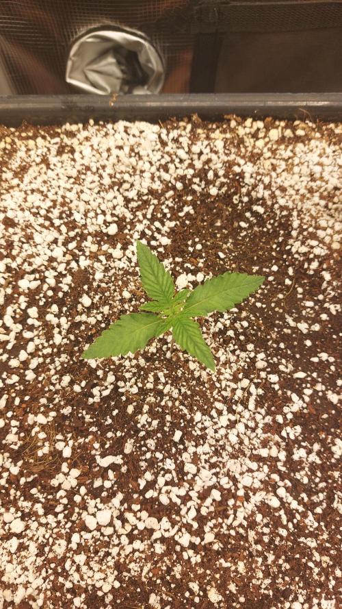 Purple Lemonade Auto RF3. Week 1