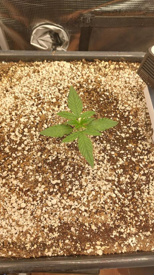 Purple Lemonade Auto RF3. Week 2